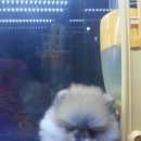 똥깡아지애견샵 이미지