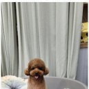 키티 앤 퍼피 이미지