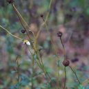 키큰산국 Leucanthemella linearis (Matsum.) Tzvelev 이미지