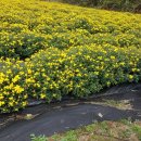 국화향기펜션 이미지