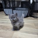 냥이는꿀꿀 이미지