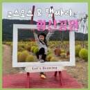 황산공원 농구장 | 부산근교 꽃구경 나들이 | 양산 황산공원 댑싸리 코스모스 | 주차장 팁 양산 가볼만한 곳 | 갈대와 억새...
