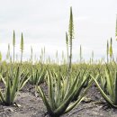 김정기 농장 이미지