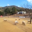 새봄목장 | [때릉이네 연휴즐기기 3탄] 남해 양떼목장 양마르뜨 언덕 / 남해 아이랑 가볼만한곳 추천❤️