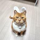 한국약봉투 | 고양이 감기증상 보일때 사람 약 먹이면 안 되는 이유와 성분 정리