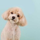 도그스케치 이미지