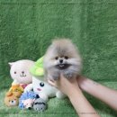 애견왕국 이미지