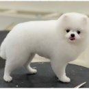 키스더도그/아르테미스 이미지