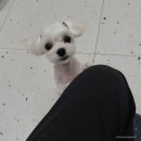 굿데이멍 이미지