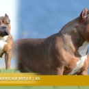 하이롤러 코리아 이미지