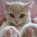 고양이 발바닥 이미지