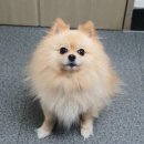 양지파출소 이미지