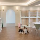 보니또따 이미지