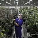 YG Farms 연합뉴스
