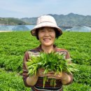 손가네 농장 이미지