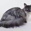 아라동물병원 이미지