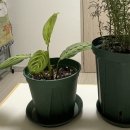 구포시장 희망나눔가게 앞 | istj - 루틴 = 죽음뿐 (장래희망은 홈프로텍터)