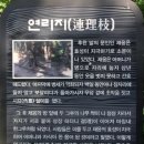 연리지 이미지