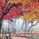 경주 가을여행 / 경주단풍 명소-계림숲, 용담정, 불국사 단풍 이미지