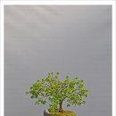 황서