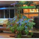 대들보농원 이미지