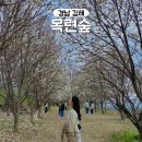 칠산서부동 행정복지센터 소회의실 | (2024. 03. 22)김해 목련숲 실시간 개화 상태 위치 주차 근처 맛집 추천, 부산 근교 경남 봄꽃 벚꽃 명소