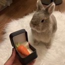 영신루리헤어공방 | W6.웨딩밴드 계약 완료💍🤍 (feat.종로 모멘토 계약O) / 영신,제이버튼,준폴,원골드,므온트,푸딩 계약X