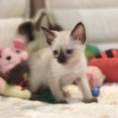 인천고양이분양 도레미캣 이미지