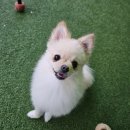 [광주 광산구] 광주 넓고 쾌적한 애견카페! 독스아일랜드❤