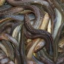 어류도감 이미지