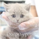 해남동물병원 | 해남고양이분양 정보를 정리해가며