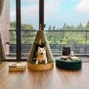 (주)호텔롯데 롯데리조트제주 이미지