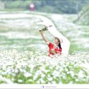 6월12일(일)정선 백운산 샤스타데이지 꽃길 이미지