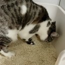 고양이 두부 모래 추천 퍼키퍼키 오리지널 밀크향 (f. 네이버펫 )