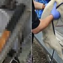 보신탕