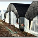 김용선 농장 이미지