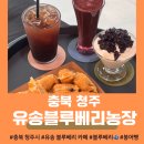 정문농장 | [충북 청주] &lt;유송 블루베리 농장&gt; 오창 카페 추천🫐_디저트 추천_블루베리 라떼라고요?!🥹🤍
