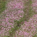 금성유치원 | 홍천 코스모스축제장/용소계곡 트레킹