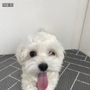 블루밍독 이미지