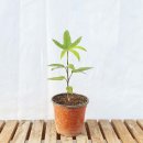 그린피아 이미지