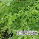 모링가식품카페