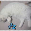 김잠묘 이미지