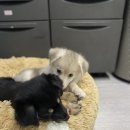 옹기종기 이미지