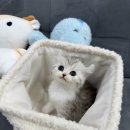 독스캣강아지고양이