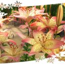 한국천기권의료기 이미지