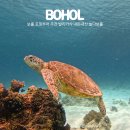 다보식당 | 보홀 호핑투어 추천 발리카삭 내돈내산 놀다보홀