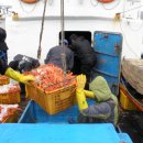 속초붉은대게 이미지