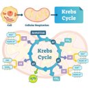 스포츠지도사 2급 - 운동생리학 이미지