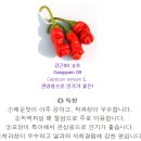 세계농약사 | 특이한 고추종자 당조고추 드셔보라 관상용 고추 씨앗