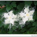 하늘타리 이미지